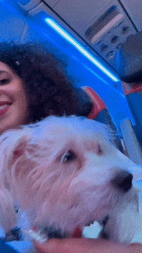 Dog Flying GIF
