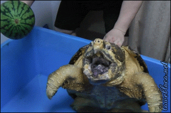 Snapping Turtle Watermelon GIF