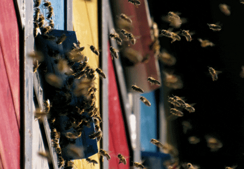 Honey Bees GIF by mezitlab