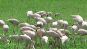 Travel Bird GIF by VISIT FLORIDA