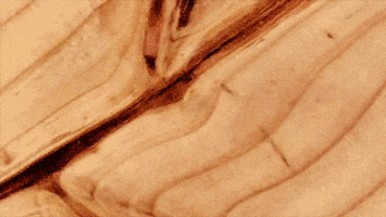 wooden GIF by Digg