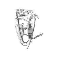 Fly Dinosaur Sticker by DynoClimbDeland