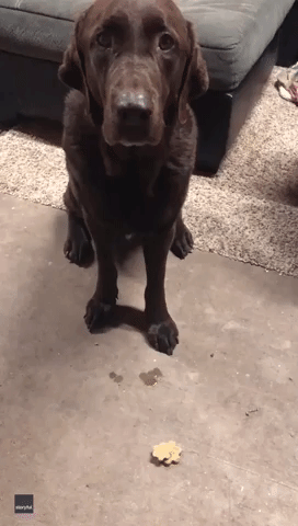 Patient Pooch Drools as He Waits for Treat