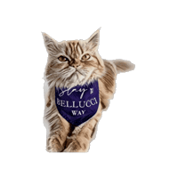 Belluccimodels Sticker by Bellucci Manila