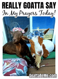 Pets Thoughts And Prayers GIF by Goatta Be Me Goats! Adventures of Java, Toffee, Pumpkin and Cookie!