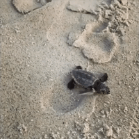 Baby Sea Turtle Makes Its Way Out to Sea on Florida Beach