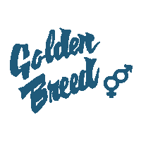 GoldenBreed surf surfer byron byron bay Sticker