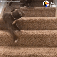 dog GIF by The Dodo
