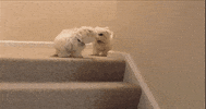 stairs deal with it GIF