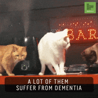 Cats Kitties GIF by 60 Second Docs
