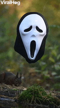 Squirrel Finds Scream Mask GIF by ViralHog