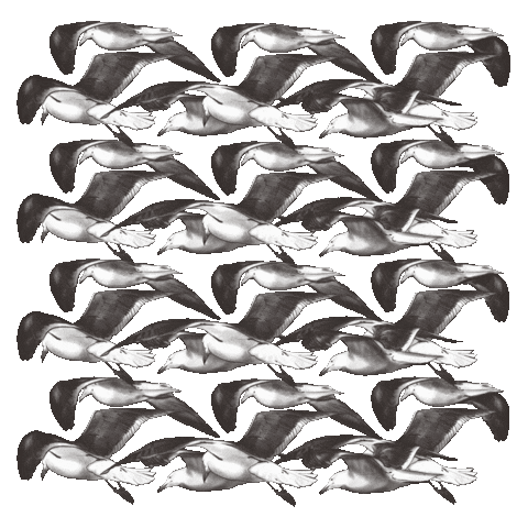 Birds Seagull Sticker by Outriders