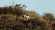 GIF by The Last Man On Earth