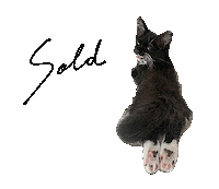 Cat Calico Sticker