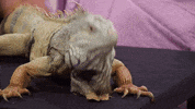 Lizard Yes GIF by truTV’s The Chris Gethard Show