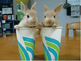 bunny GIF