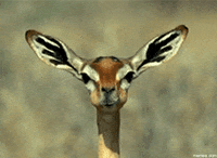 funny memes GIF