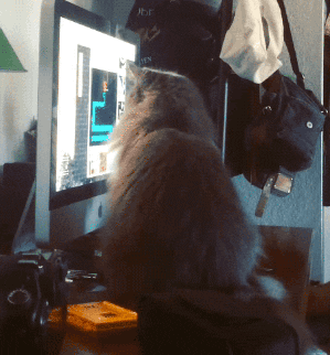 scared cat GIF