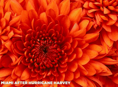 Test GIF by euronews