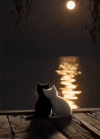 Cat GIF