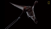 slow motion hummingbird GIF by Nat Geo Wild