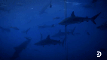 I've Never Seen This Many Sharks Before