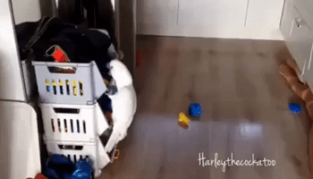 Naughty Cockatoo Throws Her Toys Onto Floor