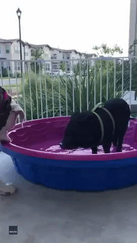 Dog Has Had Enough of Pet Pig Hogging the Pool