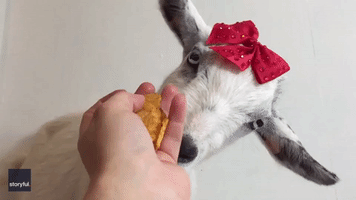 Goats Munch Potato Chips in Majestic Slow-Motion Footage