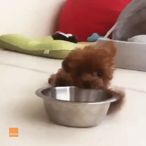 Ridiculously Cute Puppy Wants Some Lovely Water
