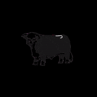 Texas Cow GIF by lazy J