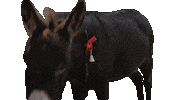 Donkey Sticker by Searchlight Pictures