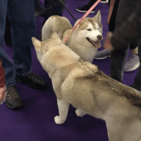 dog show dogs GIF by Westminster Kennel Club