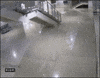Cat Olympics GIF