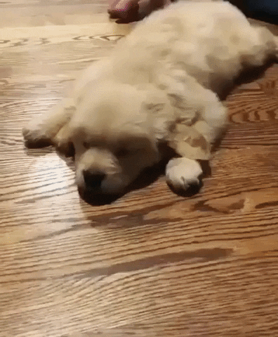 GifVif giphyupload gifvif sleepy golden boy GIF