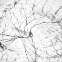 glitch montreal GIF by Death Orgone