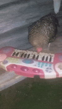 Grassgang67 GIF