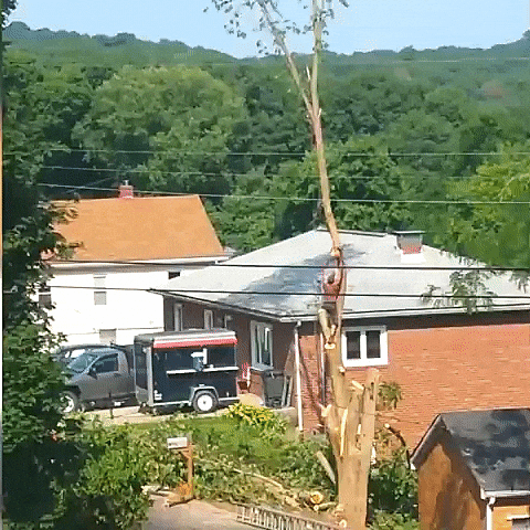 tree cut GIF