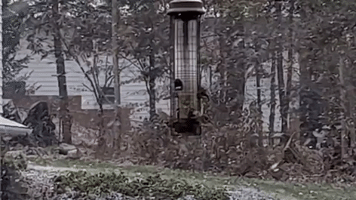 Goldfinches Cling to Bird Feeder Amid Snowstorm in Upstate New York