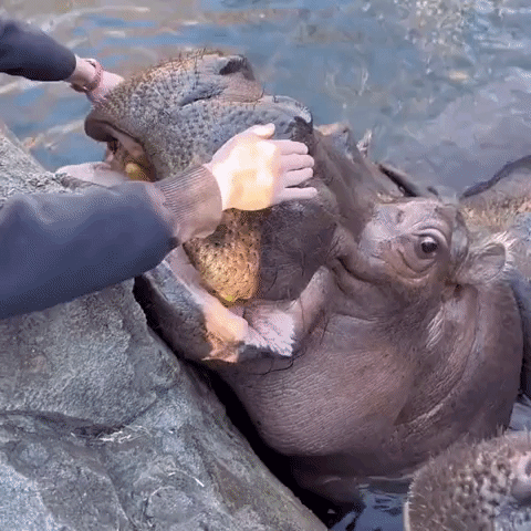 Baby Hippo Fritz Tries Lettuce for First Time at Cincinnati Zoo