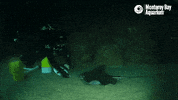 sting ray eating GIF by Monterey Bay Aquarium