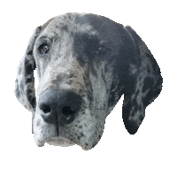 unimpressed great dane Sticker by DopeDog