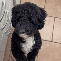 Doodle Foodie GIF