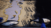 annapurnainteractive annapurnainteractive edithfinch GIF