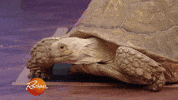 amazon pet GIF by Rachael Ray Show