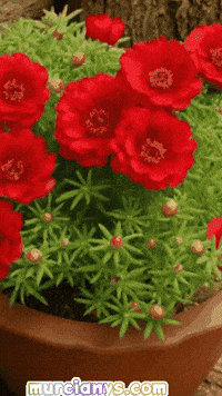 Flores Buenos Dias GIF by Murcianys LLC