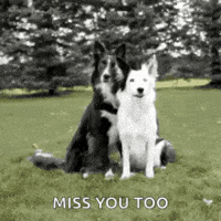 I-miss-you-too GIFs - Get the best GIF on GIPHY