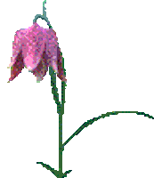 Flower Tulip Sticker by feeble little horse