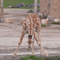 San Diego Eating GIF by San Diego Zoo Wildlife Alliance