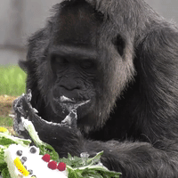 Storyful-271146-Worlds_Oldest_Gorilla_Celebrates_6